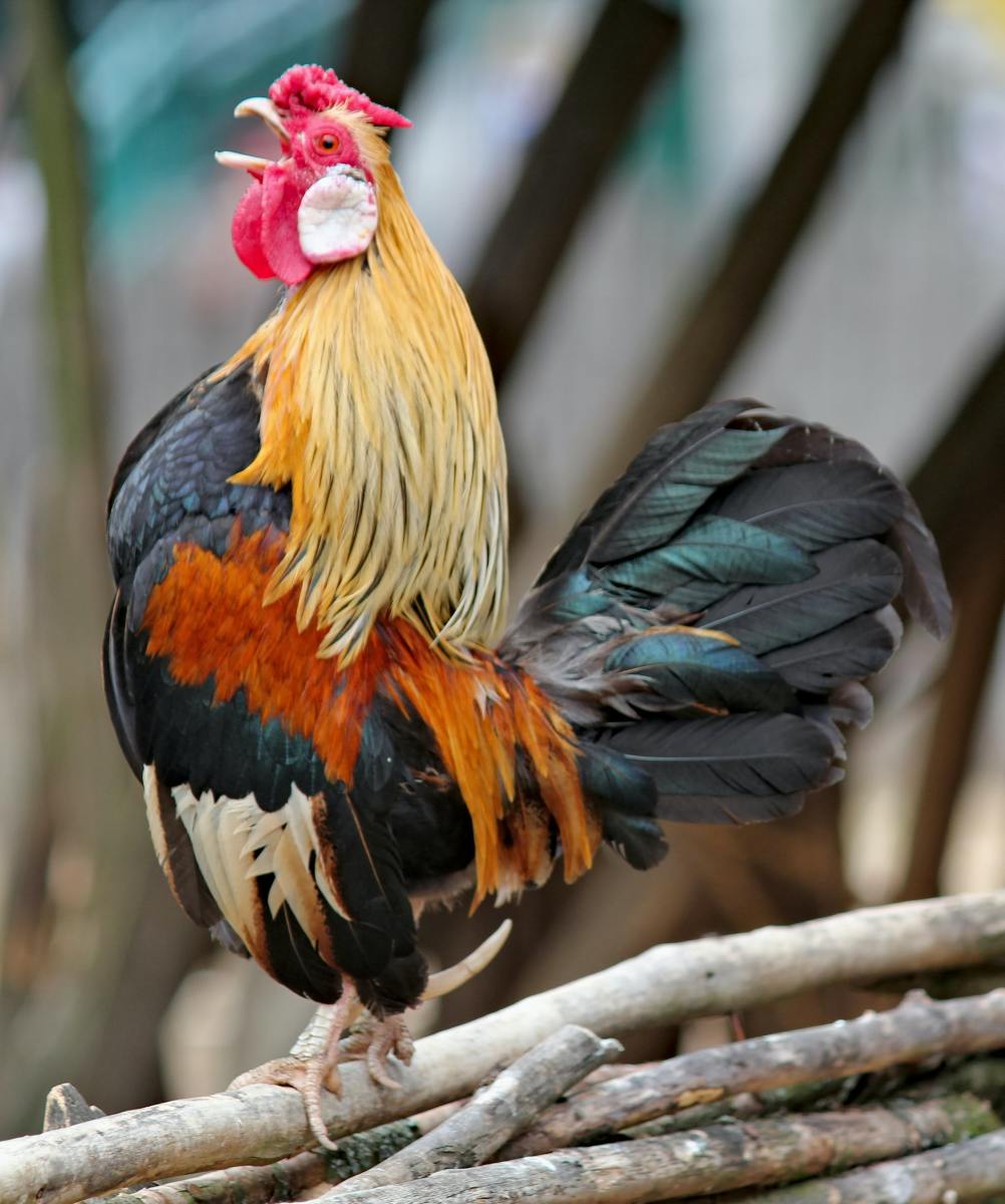 rooster-names