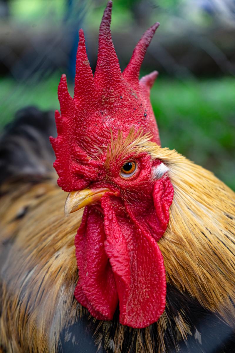 200+ Cute Rooster Names & Ideas