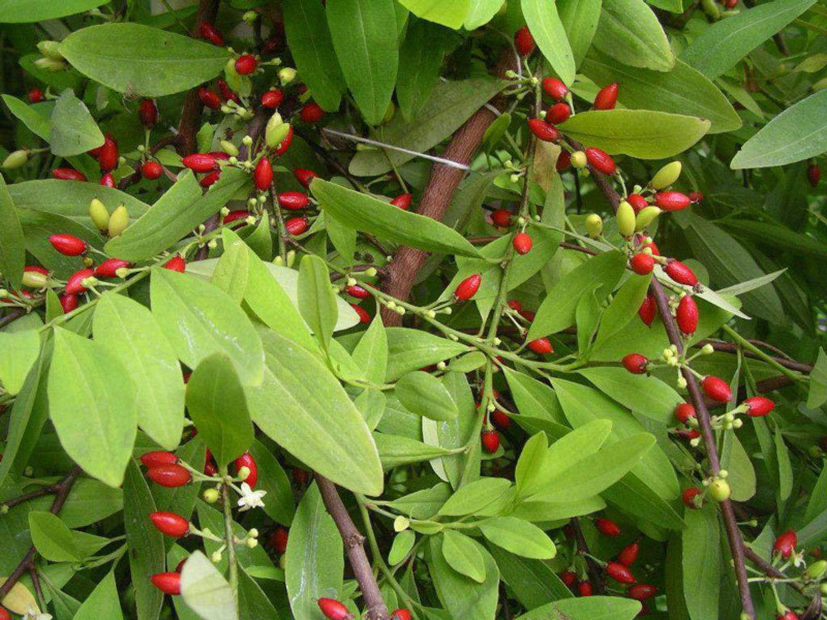 An image of a coca plant.