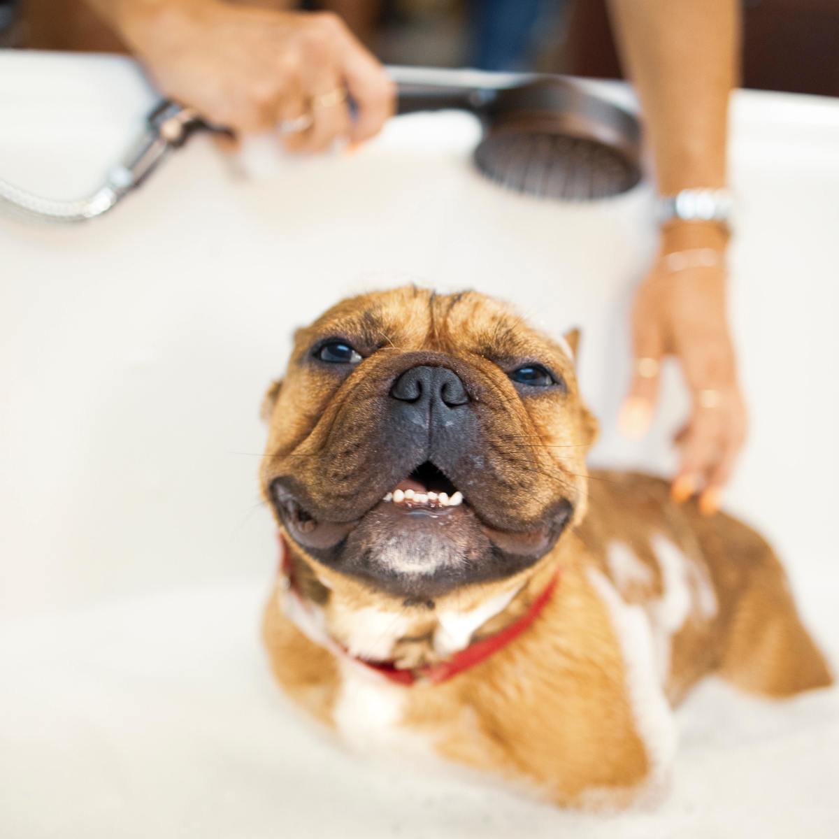 Researchers recommend Douxo shampoo for sebborea in dogs. Here's why. 