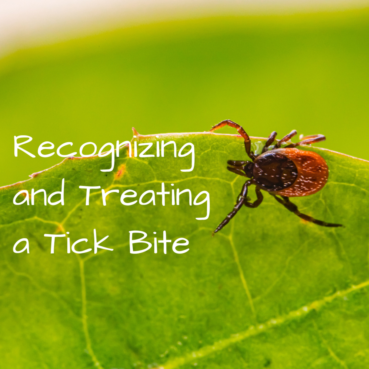 How can you recognize and treat a tick bite?