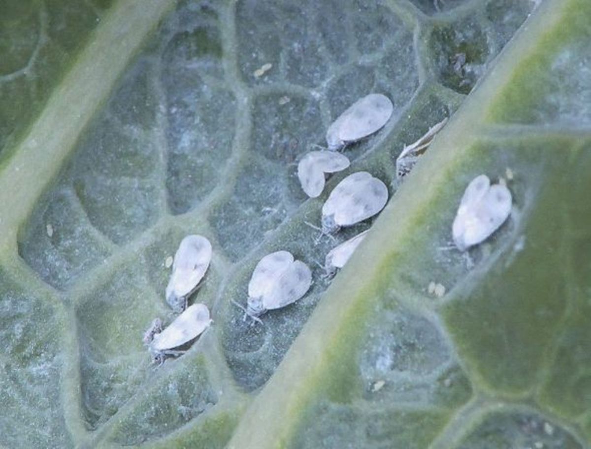 Adult whiteflies and eggs.