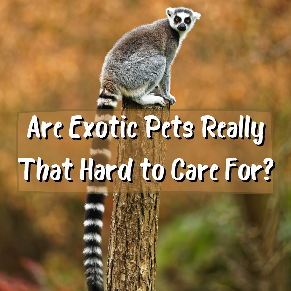 exotic animals as pets statistics