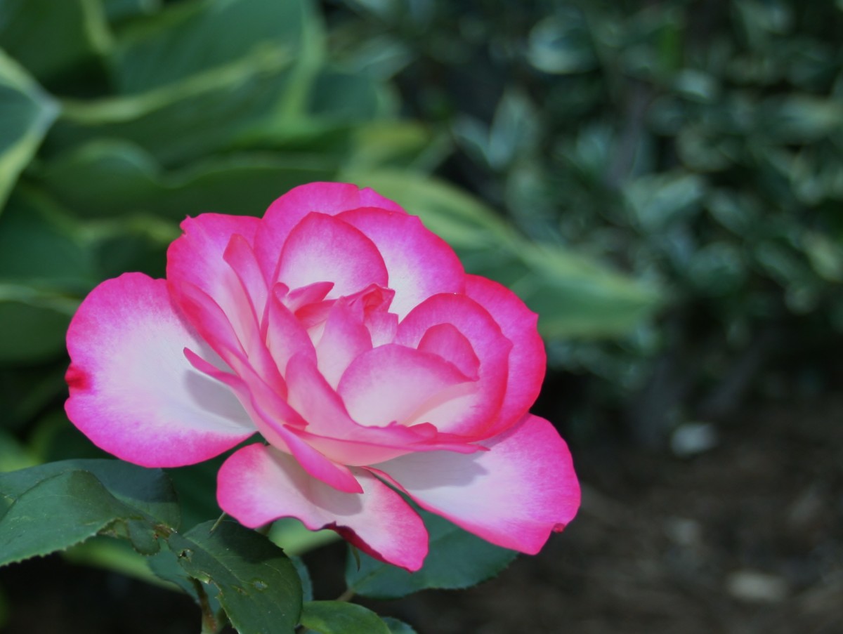 Ask an Expert provides answers to general and specialized gardening questions, including questions about roses. Pictured: Hannah Gordon floribunda rose.