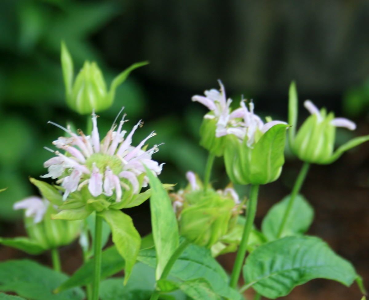 A shade-loving white bee balm that isn't prone to powdery mildew.