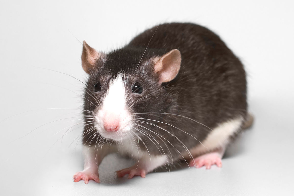 A fancy rat is still a rat.--wikimedia commons