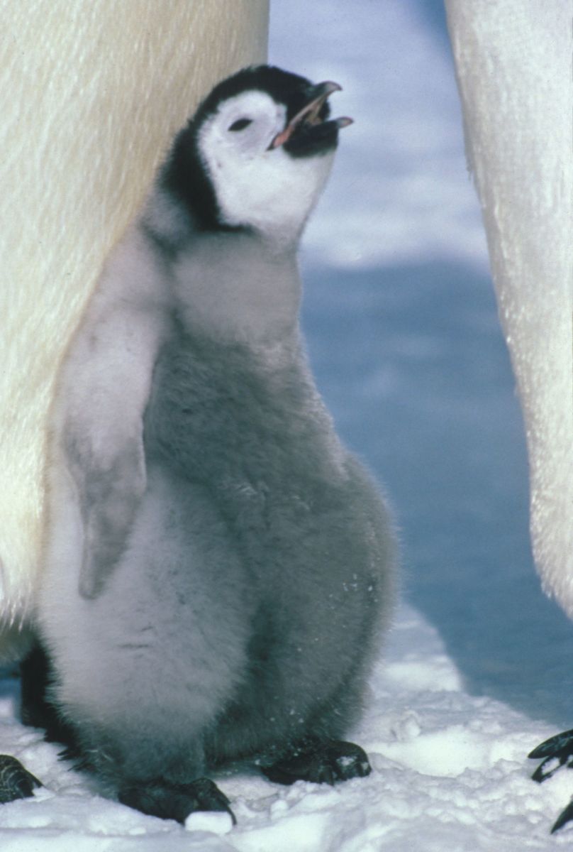 Cute baby penguin--wikimedia commons