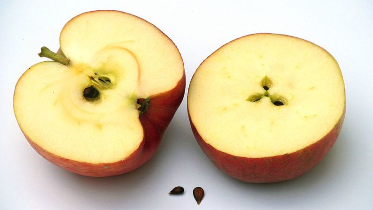 Apple With Seeds
