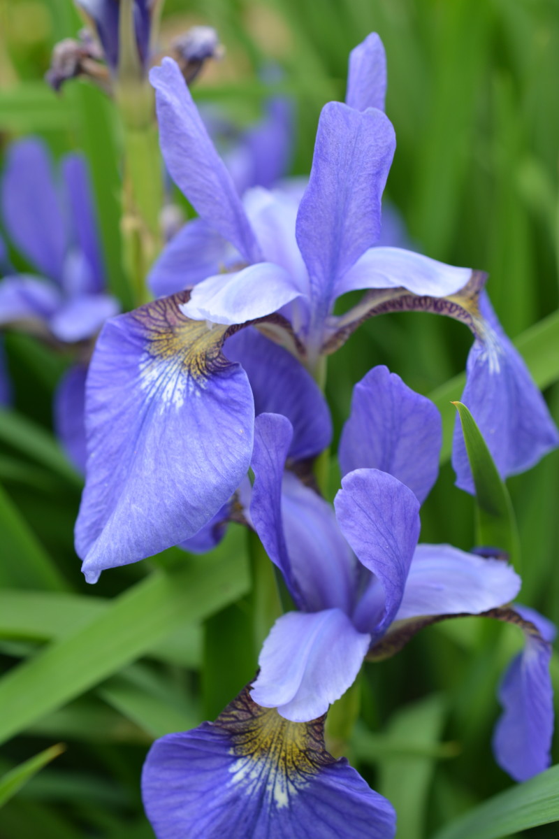 This is just one of the many colors of Siberian iris.