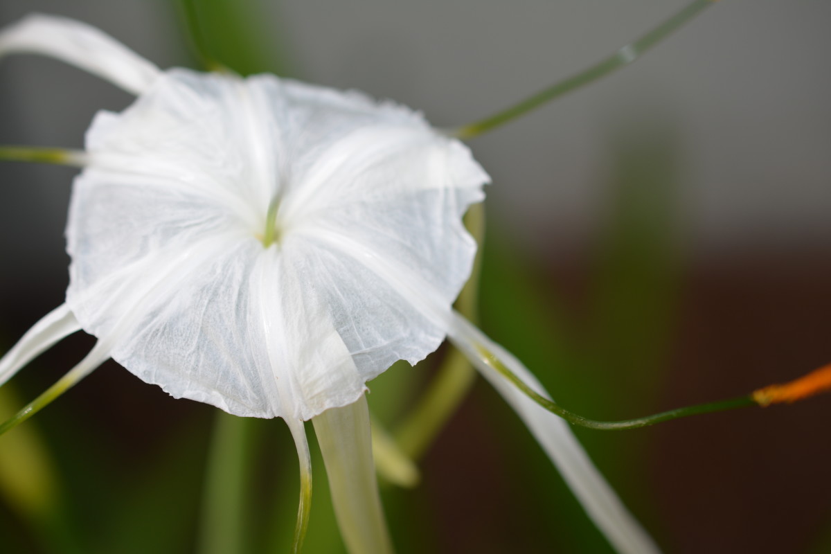 My Carolina spider lily