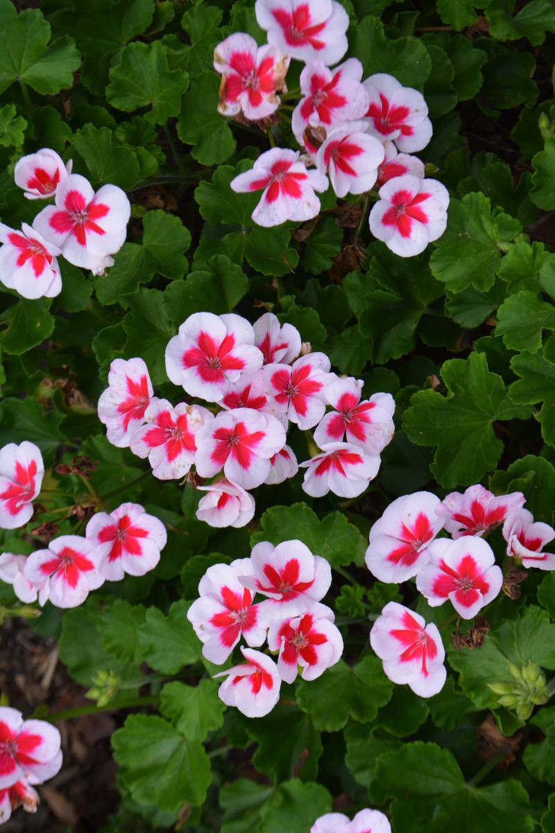 Just one of the huge number of color variations of geraniums.