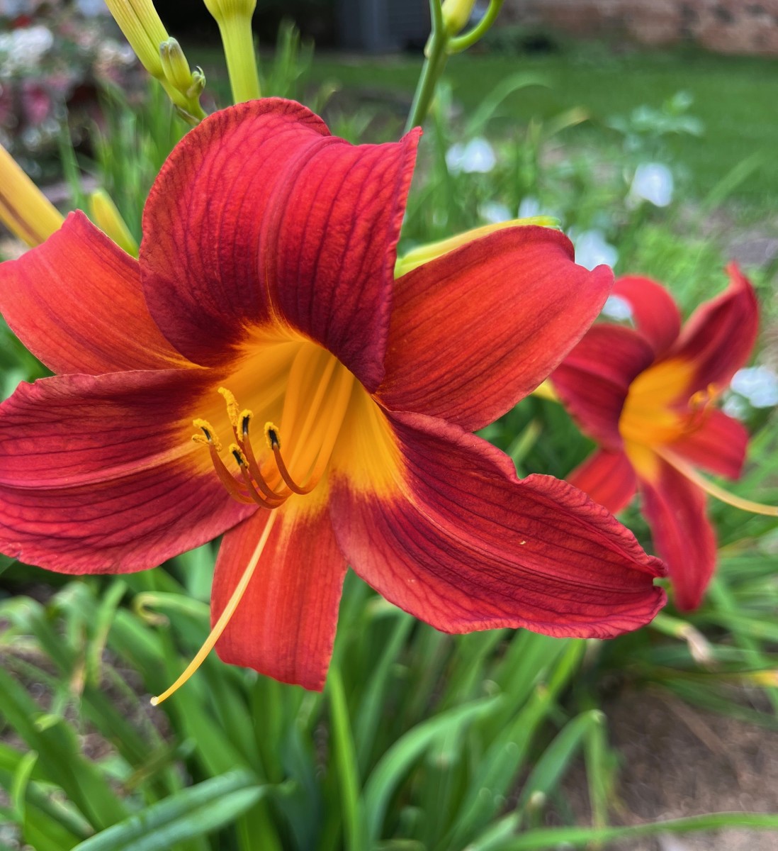 This one was given to me by a neighbor who was dividing her huge spread of day lilies.