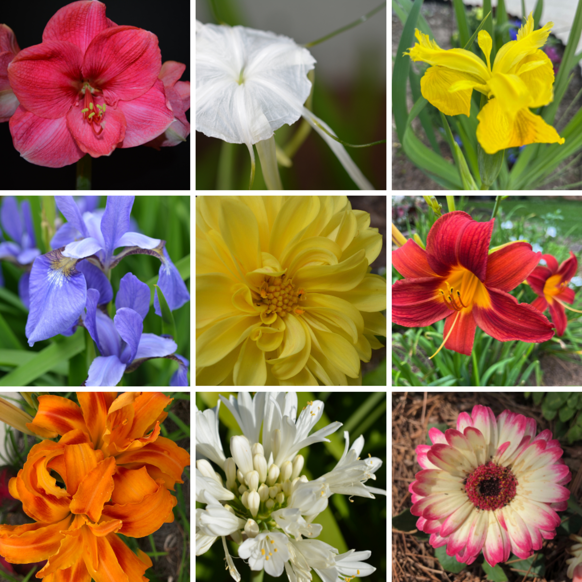 These are just a few of the many sun-loving perennial flowers to create beauty in our gardens.