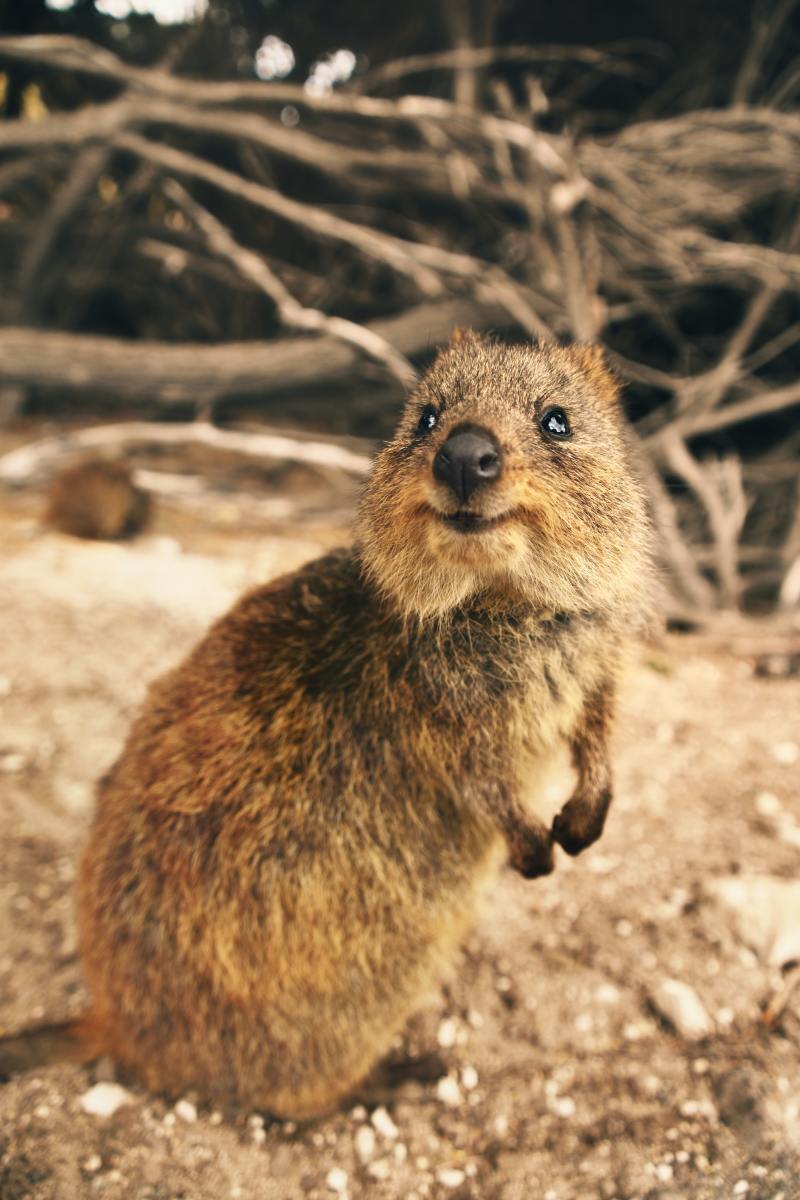 150+ Cute Beaver Names & Ideas