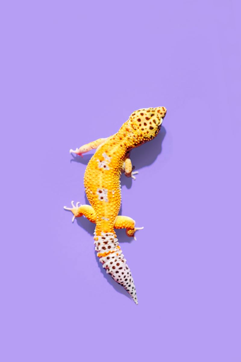 150+ Cute Gecko Names & Ideas HubPages
