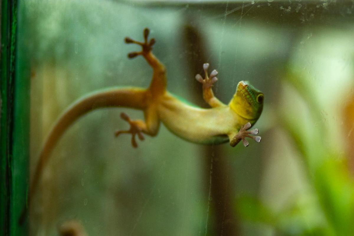 150+ Cute Gecko Names & Ideas