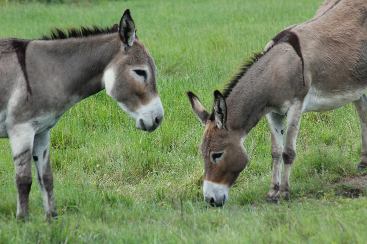 100+ Cute Donkey Names & Ideas HubPages