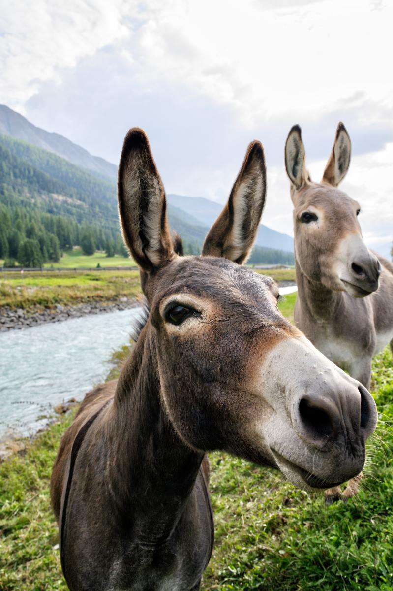 100+ Cute Donkey Names & Ideas