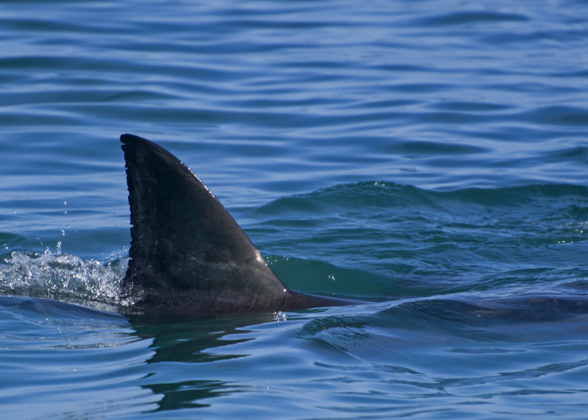 People's Unfazed Reactions to Sharks in the Water in New York Have Us