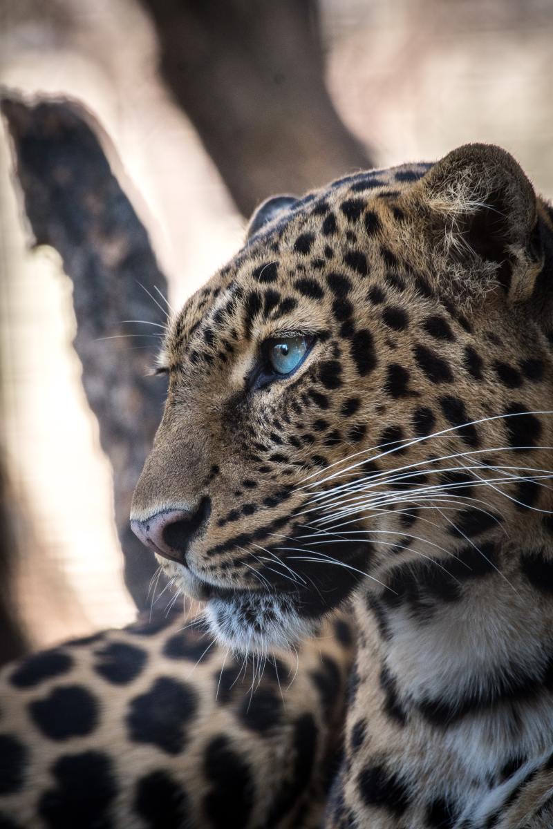 leopard-names