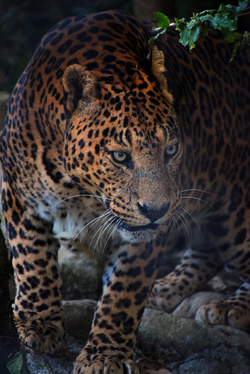 leopard-names