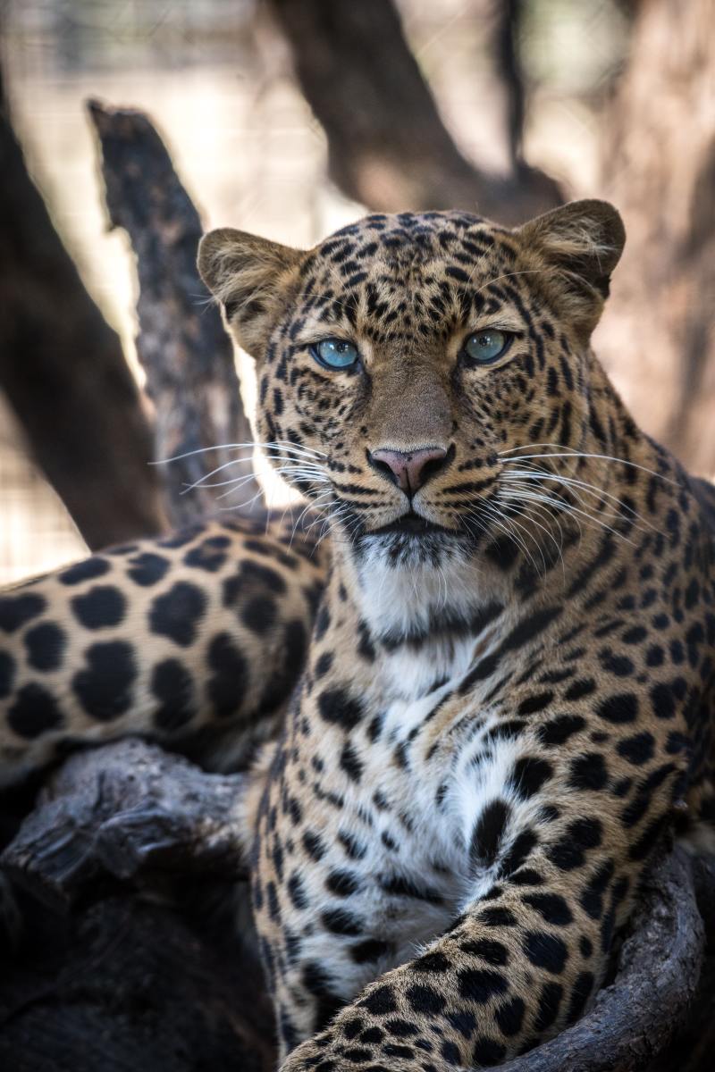 150+ Cute Leopard Names & Ideas