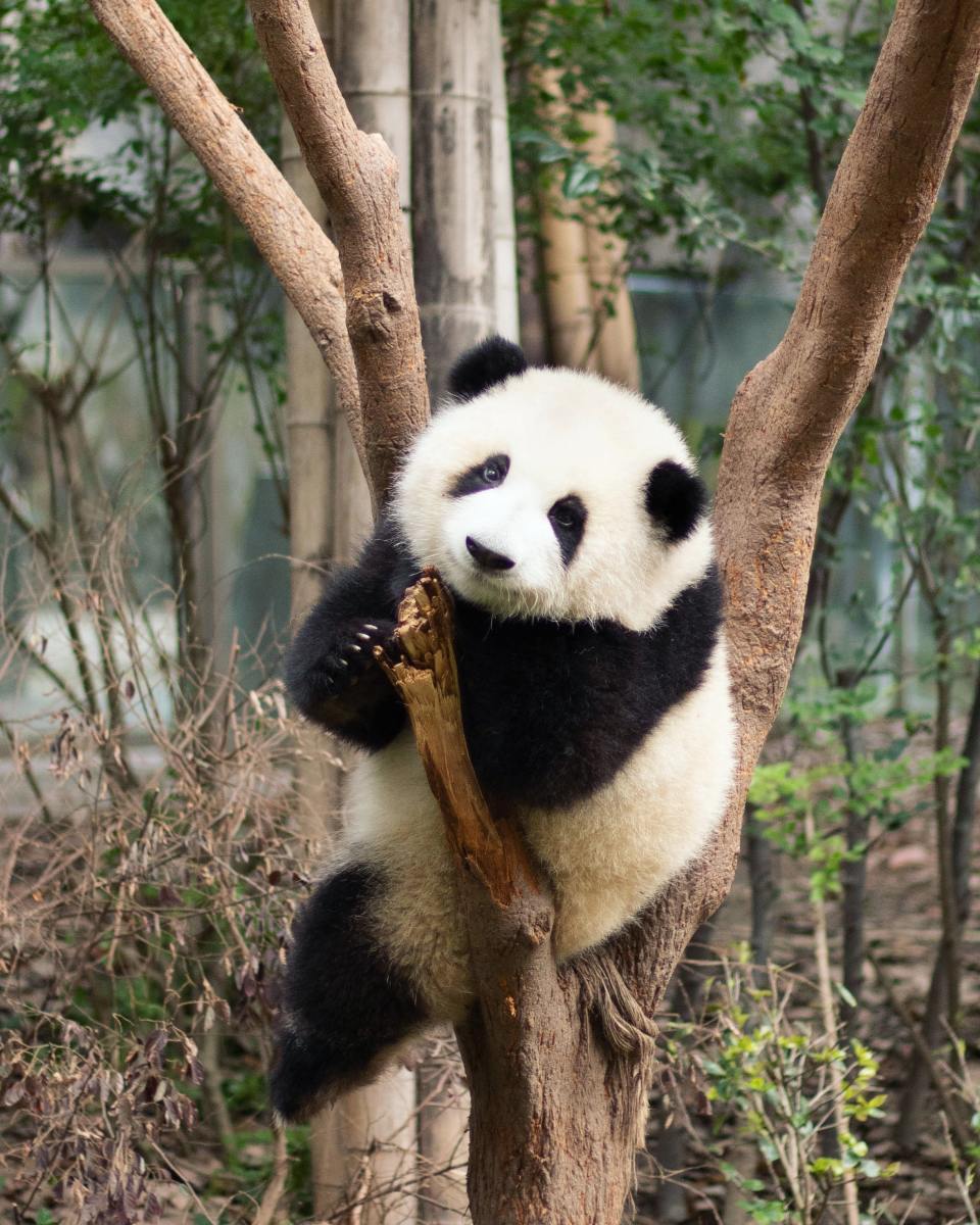 panda-names