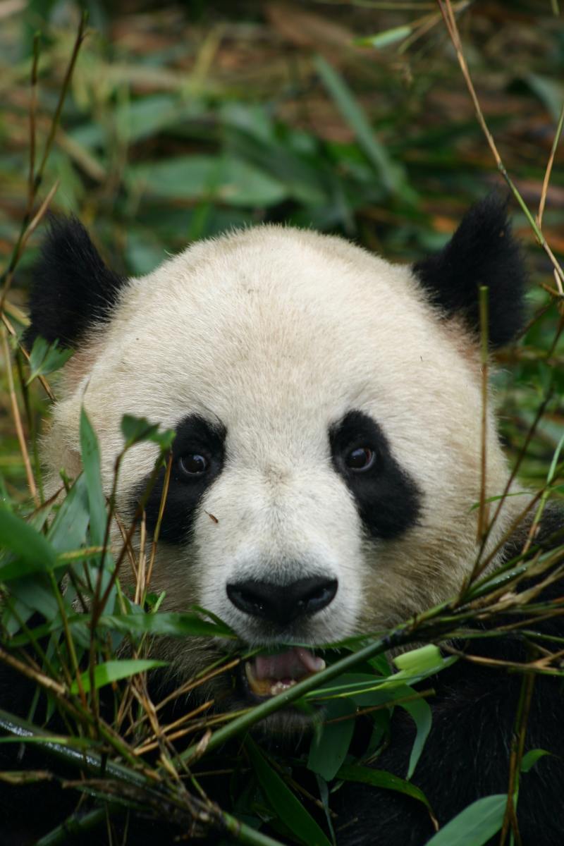 panda-names
