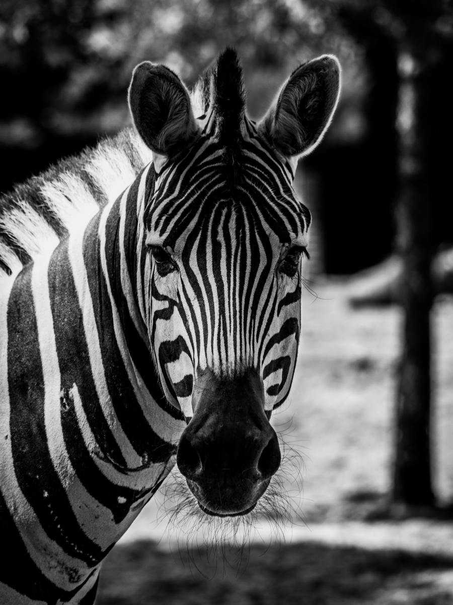 250+ Cute Zebra Names & Ideas