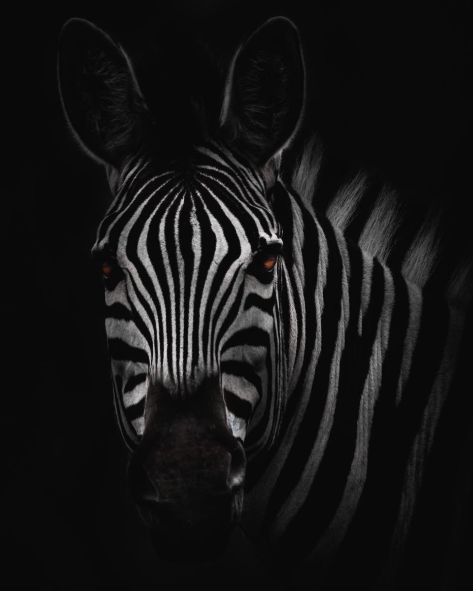 zebra-names