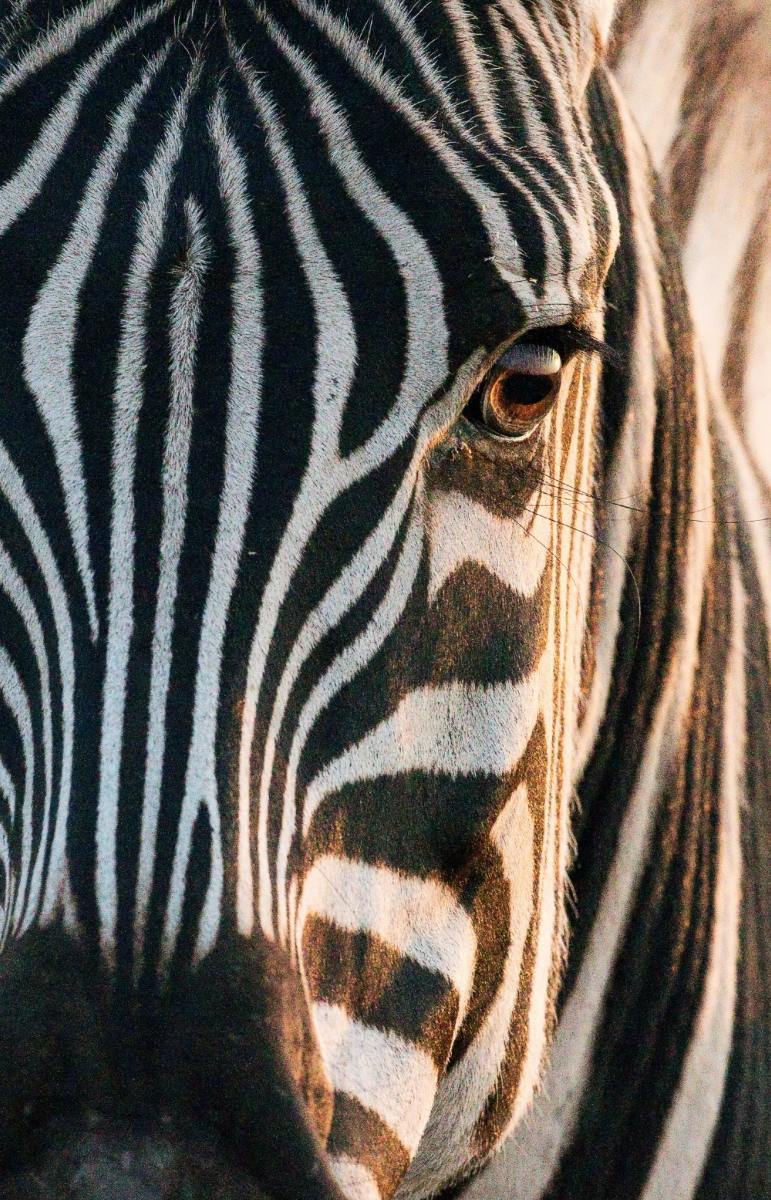 250+ Cute Zebra Names & Ideas - HubPages