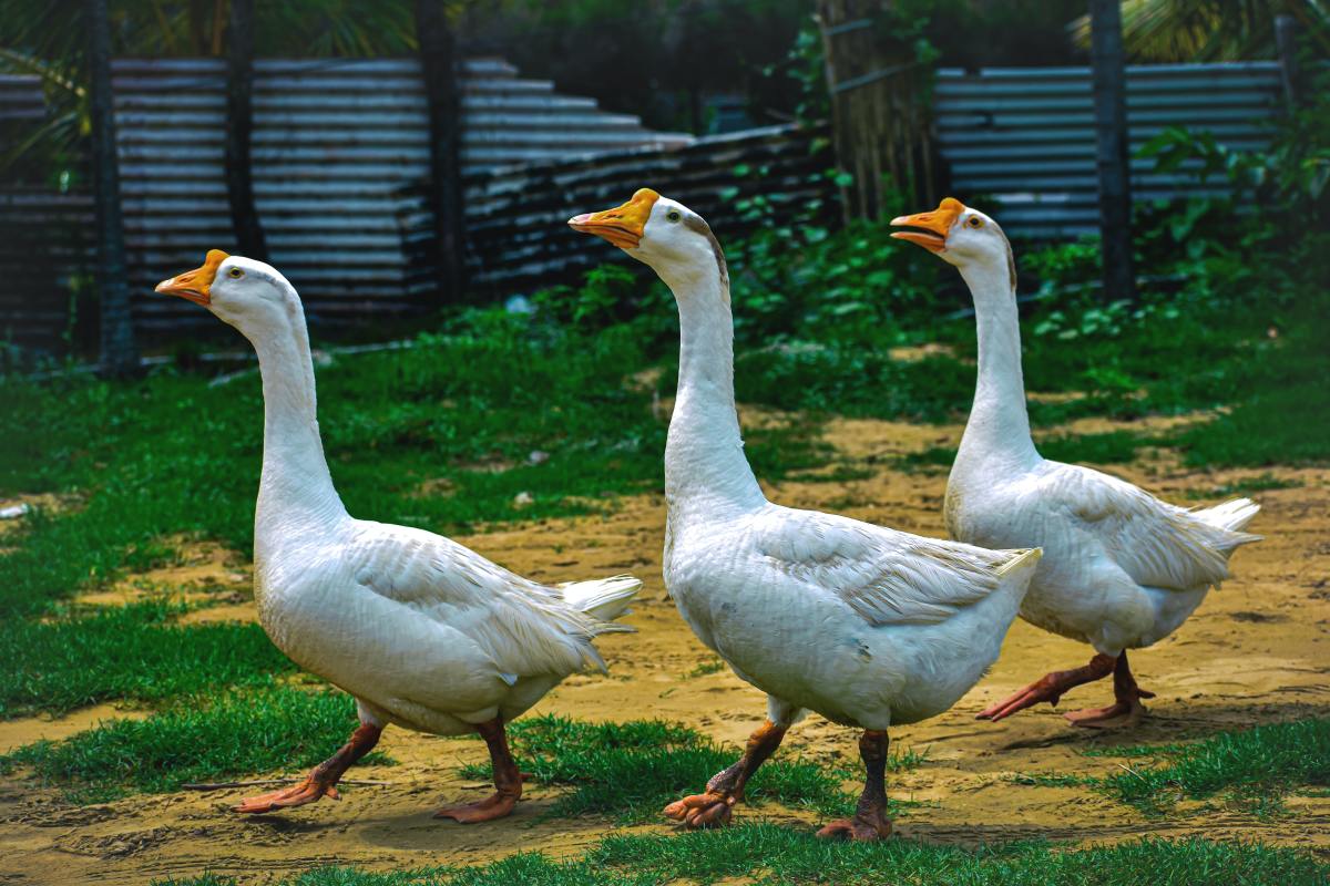125+ Cute Goose Names & Ideas HubPages
