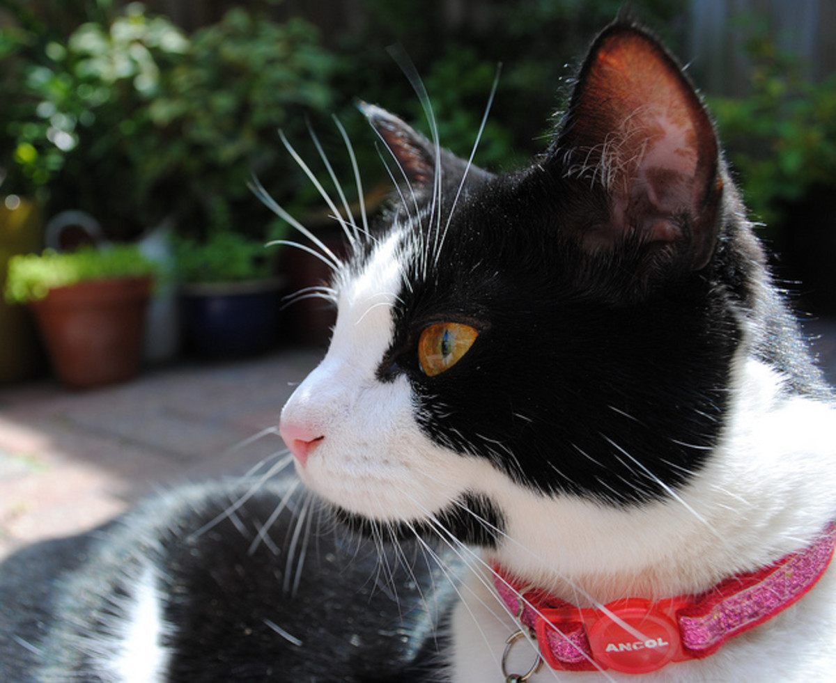 Lost Cats and the Importance of a Breakaway Collar