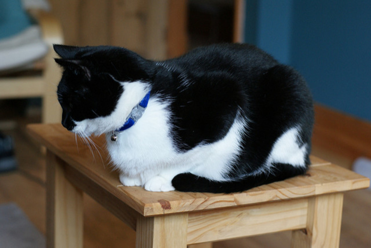 Lost Cats and the Importance of a Breakaway Collar HubPages