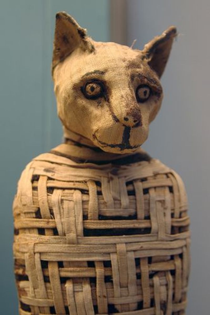 A mummified Egyptian cat. 
