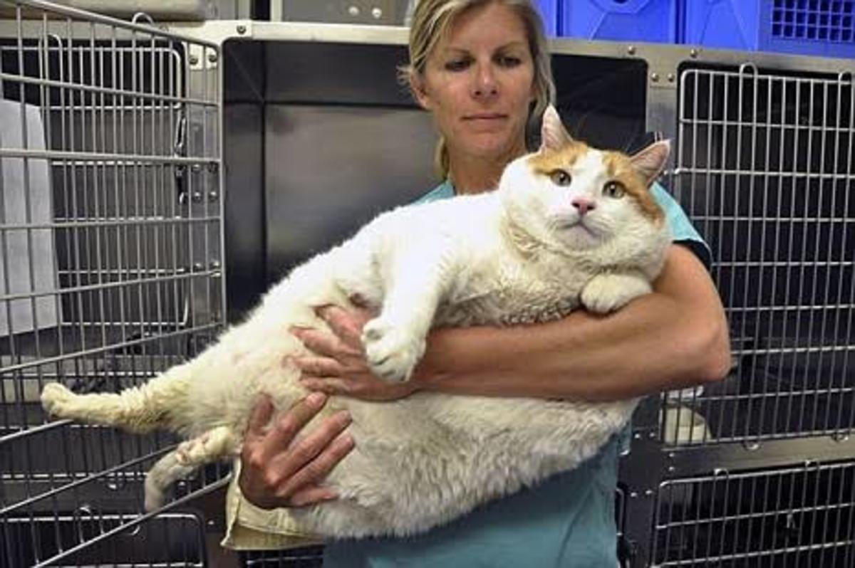 Meow, world's heaviest cat. 