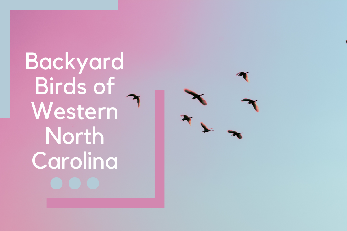 Backyard Birds of Western North Carolina