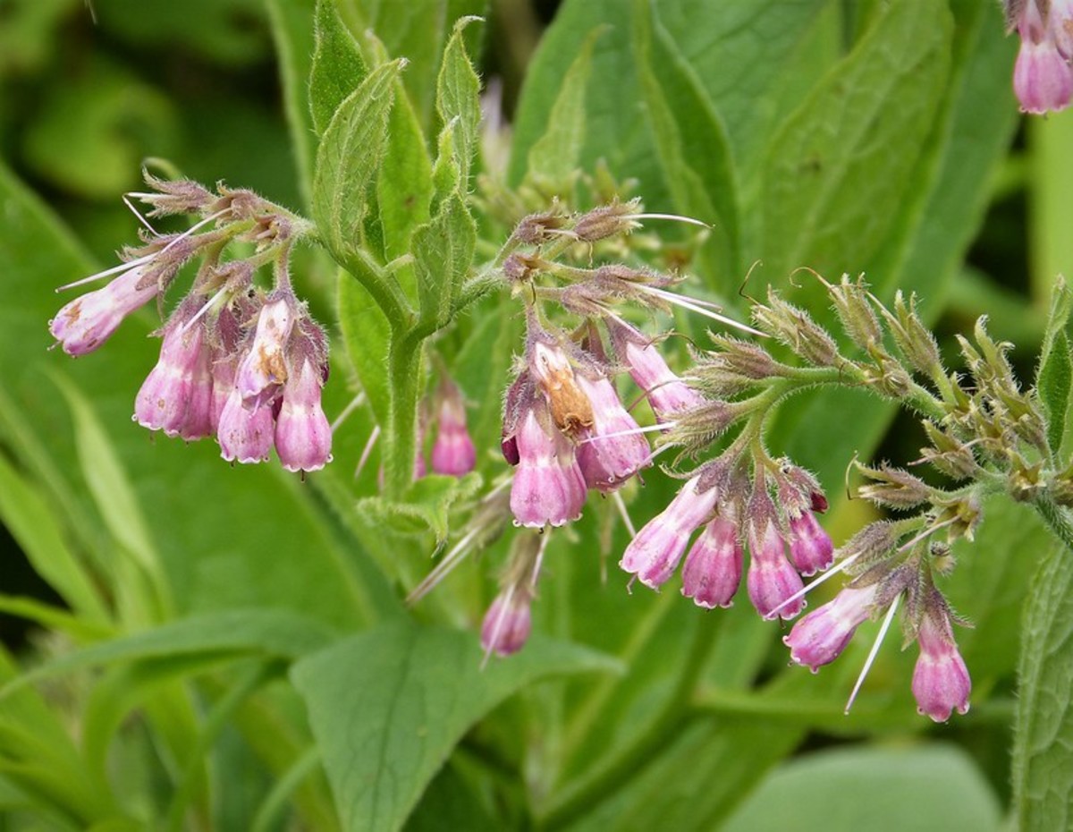Comfrey: A Natural Remedy for Dry Brittle Hair