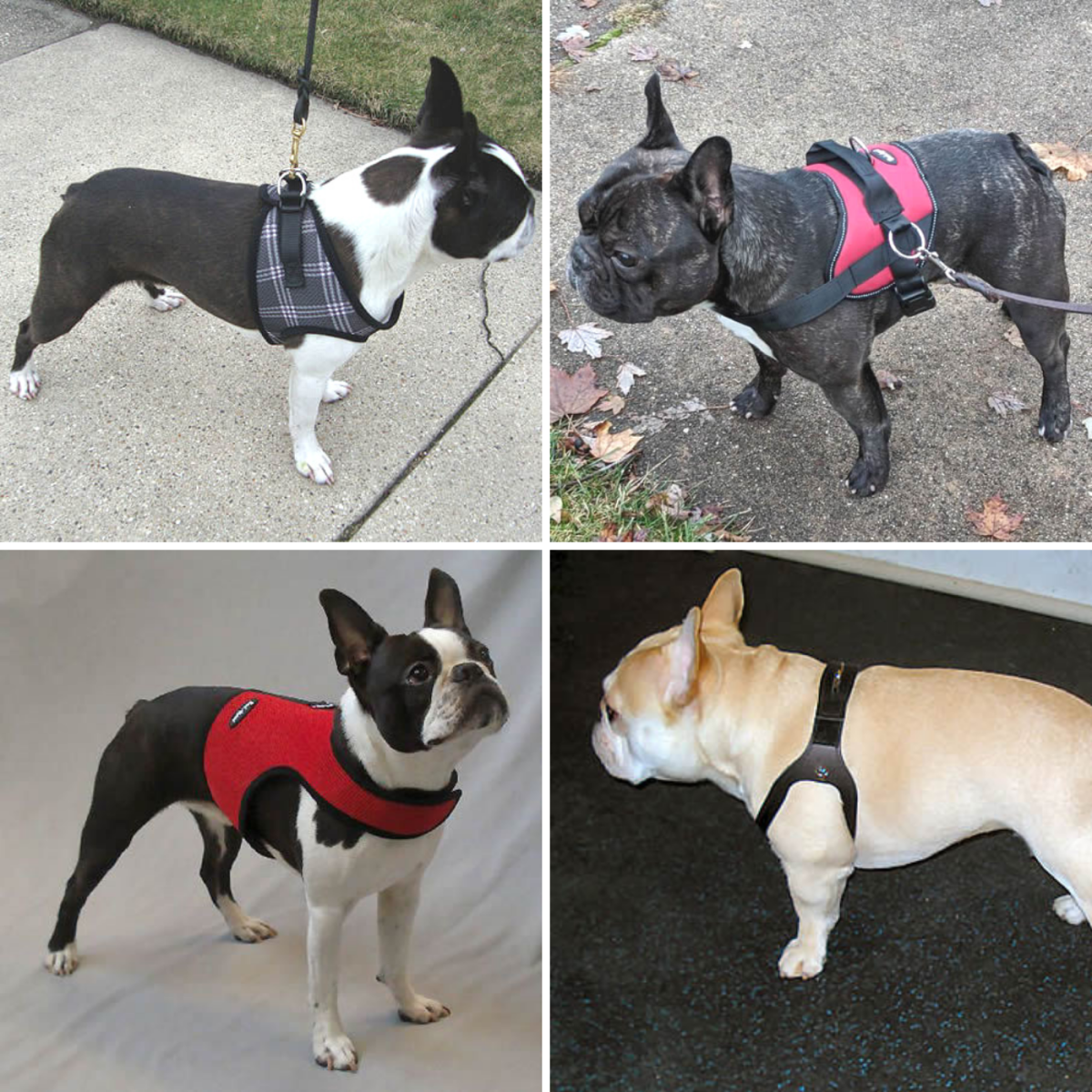 Dog Collar vs. Harness - Which Is Better for Your Dog? - Omlet Blog UK