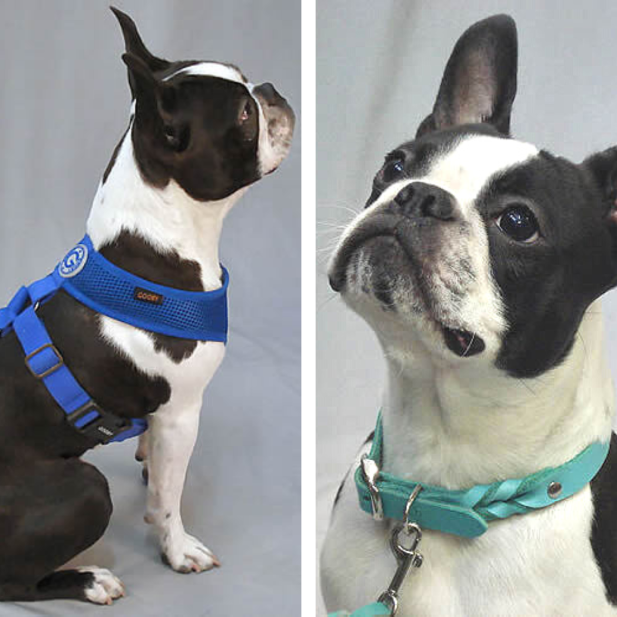 Booker (Boston Terrier) looks cute in either a dog collar or harness. But which is better for him?
