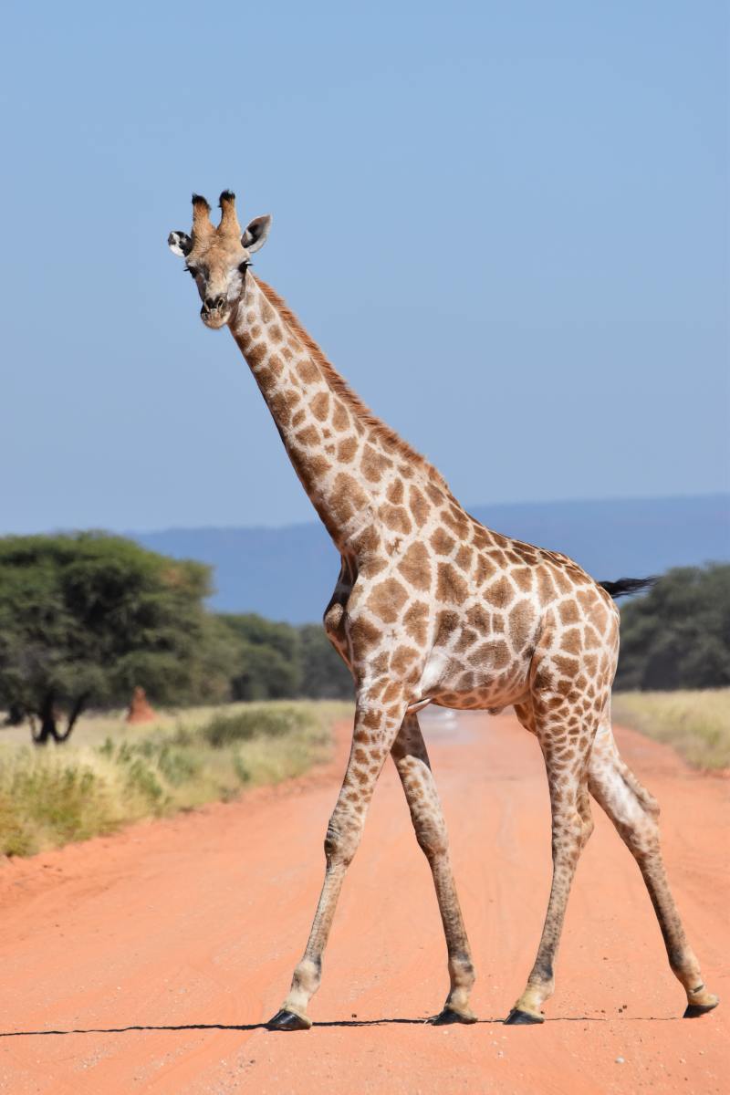 300+ Cute Giraffe Names & Ideas
