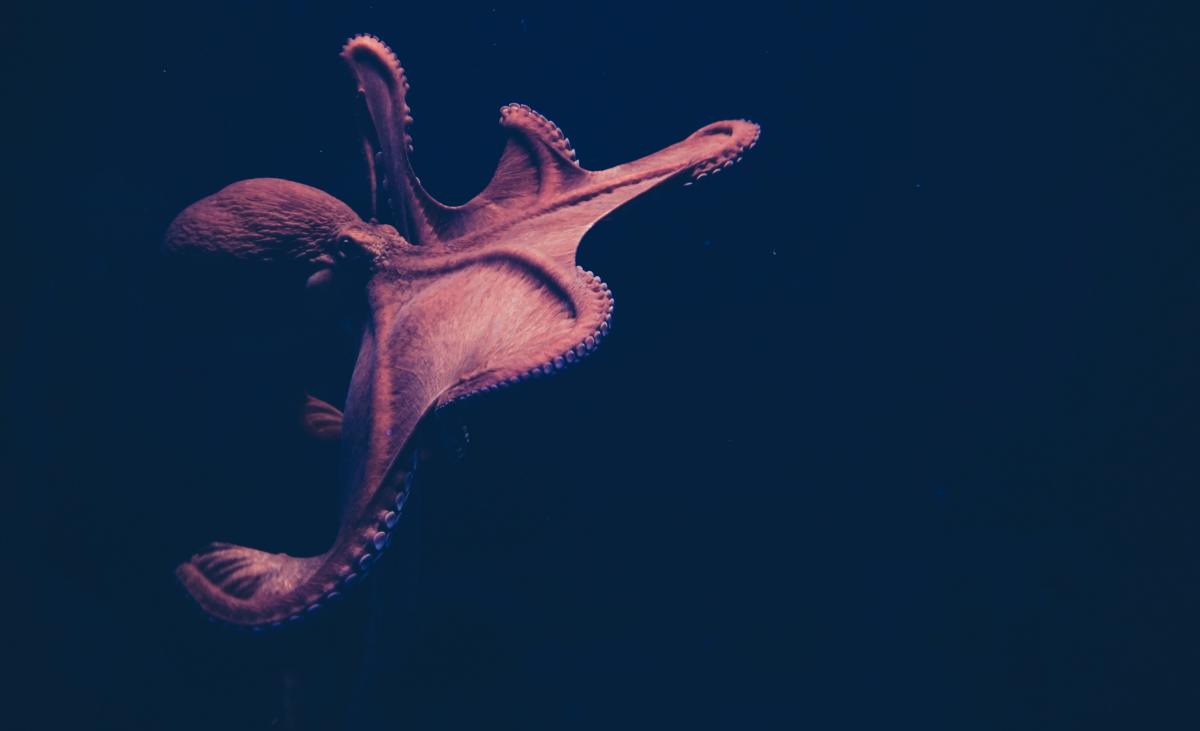 One of the fabled Oklahoma monsters is a giant freshwater octopus that consumes humans.