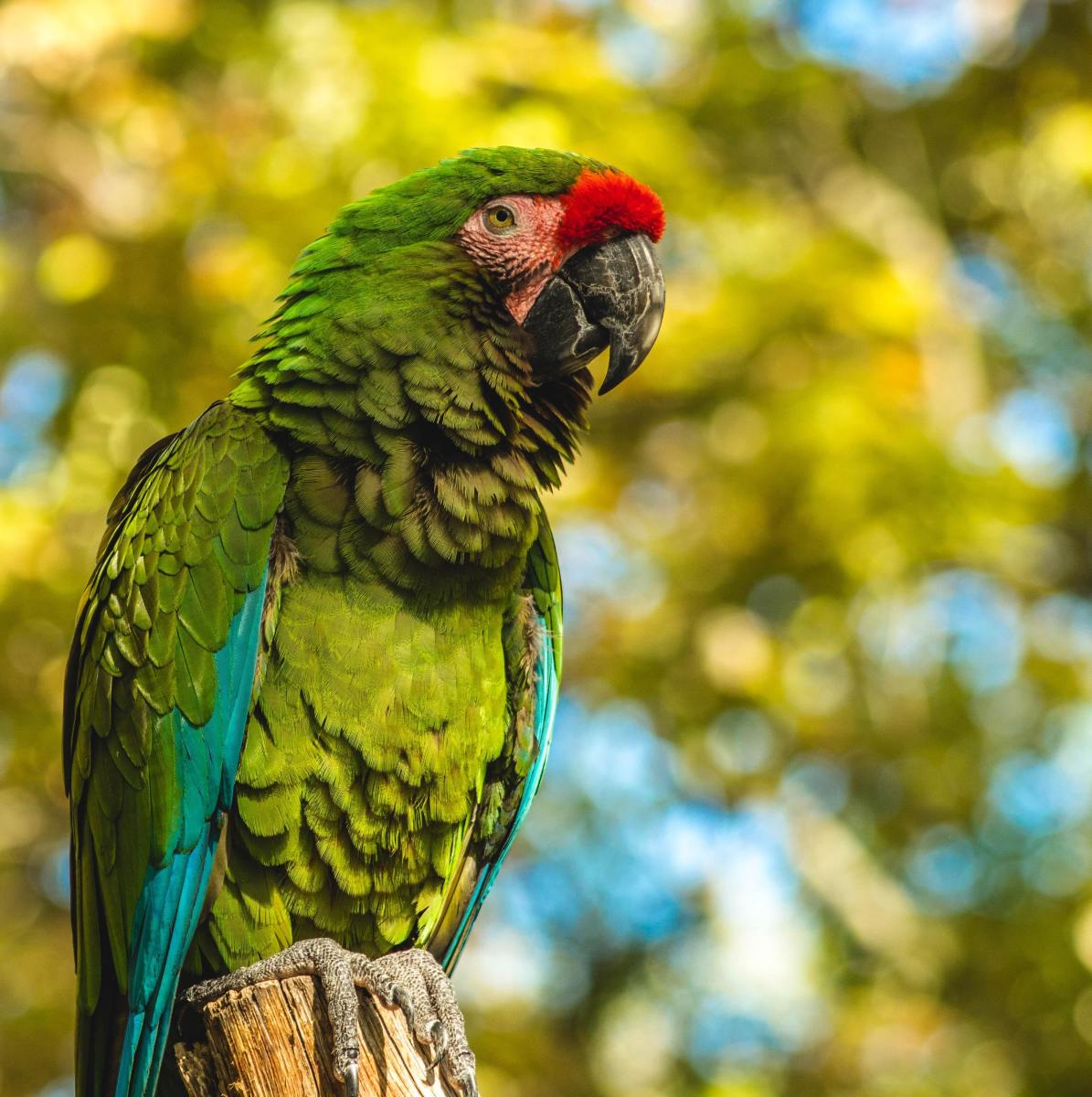 Female parrots don't require a mate to lay eggs (though said eggs will be infertile). How can you discourage egg-laying?