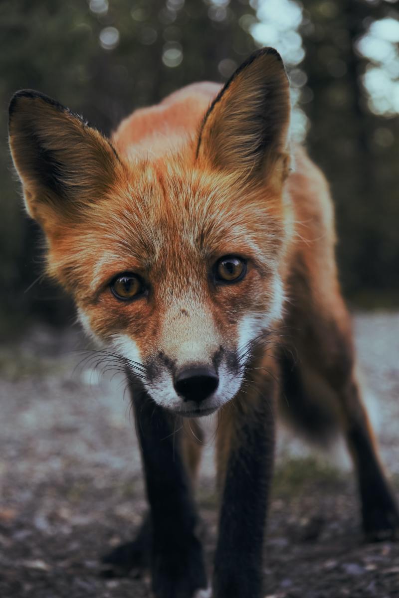 fox-names