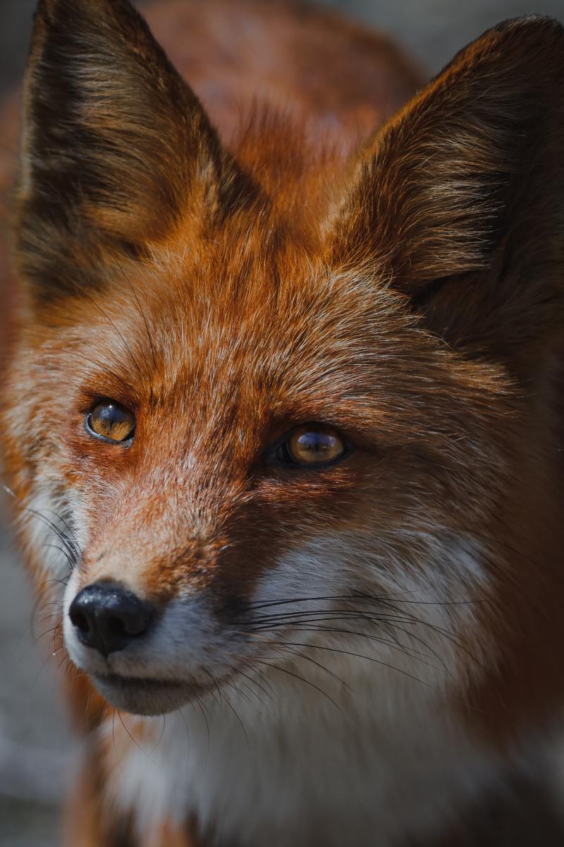 fox-names