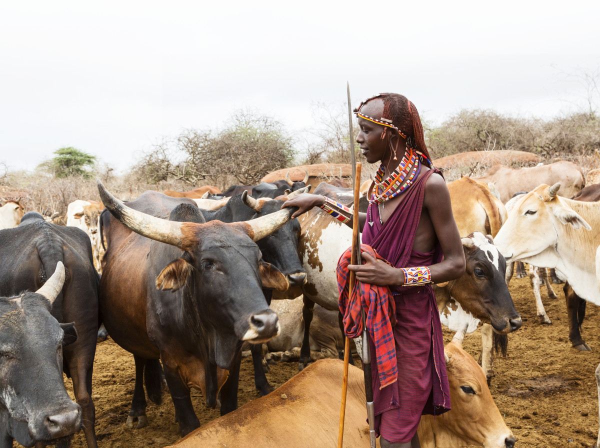 Young Maasai warrior, moran with cattle in the background
