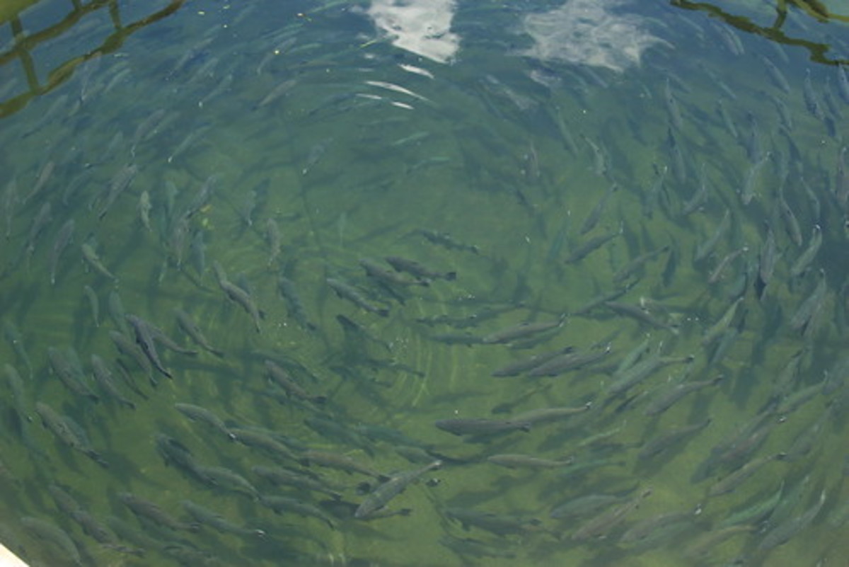 Salmon confined in a pen swimming in a circle.