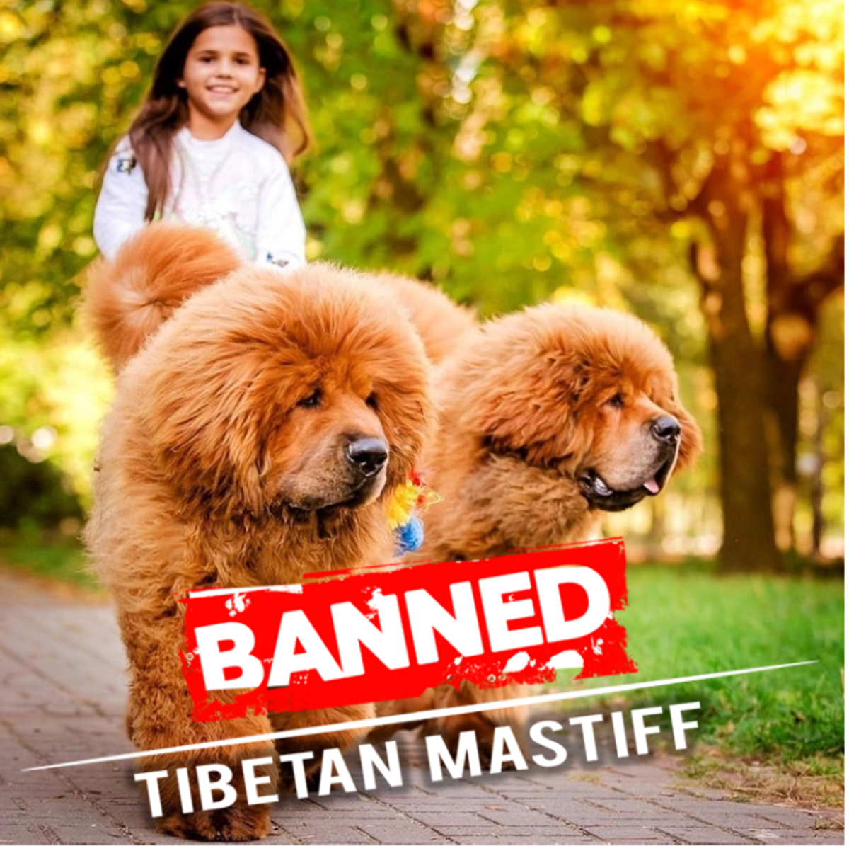 7 Countries, Where Tibetan Mastiffs are Banned or Restricted