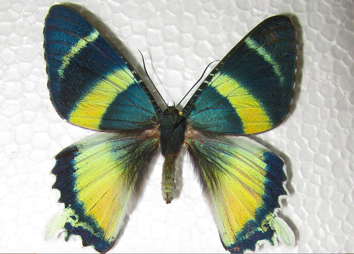 Uraniid moth 