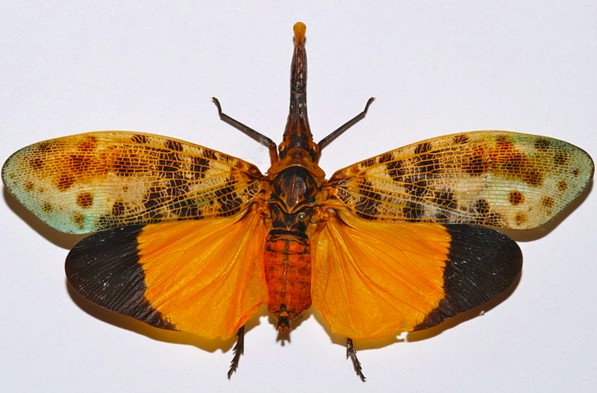 Lanternfly (Pyrops astarte)